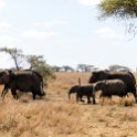 TZA MAR SerengetiNP 2016DEC24 SeroneraWest 020 : 2016, 2016 - African Adventures, Africa, Date, December, Eastern, Mara, Month, Places, Serengeti National Park, Seronera, Tanzania, Trips, Year